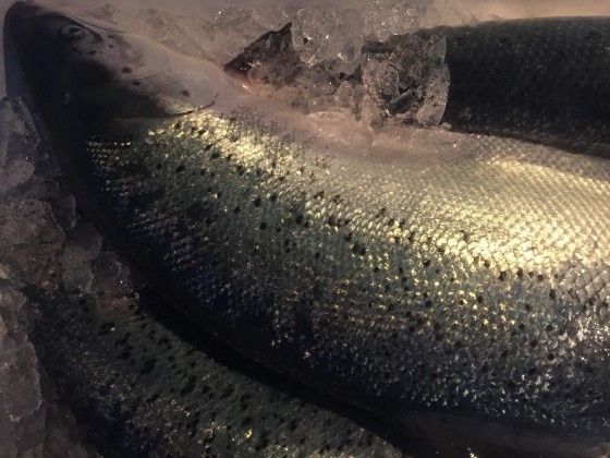 Frischer Lachs vom Rocker Harry!!