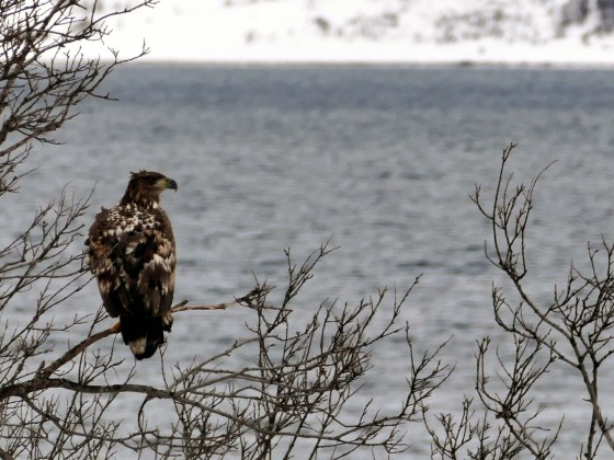 A lappriger Adler